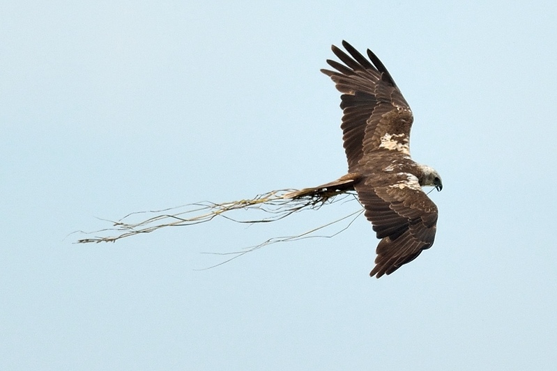 Bruine Kiekendief